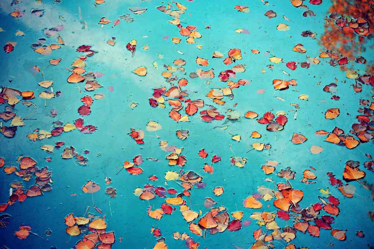 l'eau, feuilles, couleurs d'automne